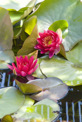 Nymphaea 'Escarboucle' 